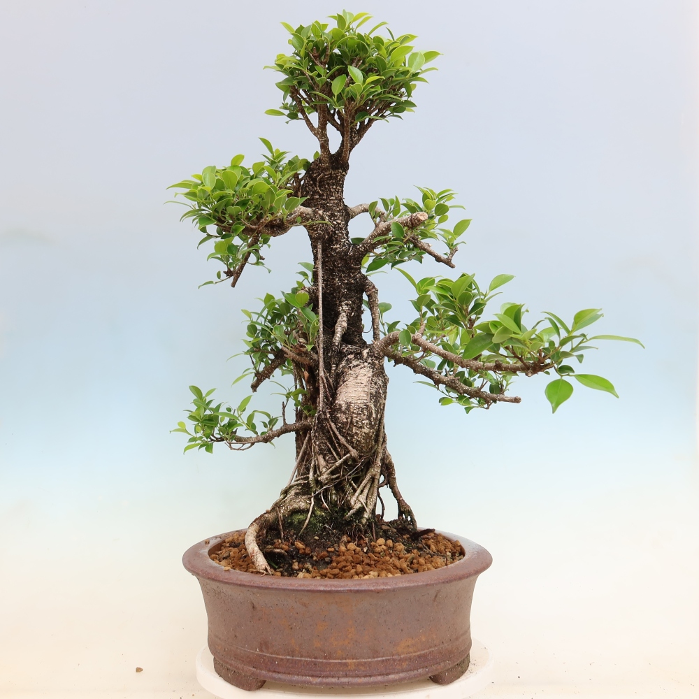 Szobai bonsai - Ficus kimmen - kislevelű fikusz