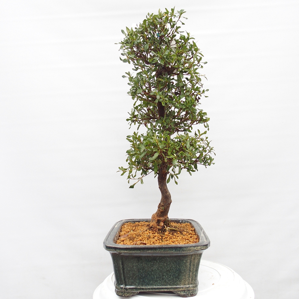 Kültéri bonsai - Japán azálea - Azalea Kisshoten
