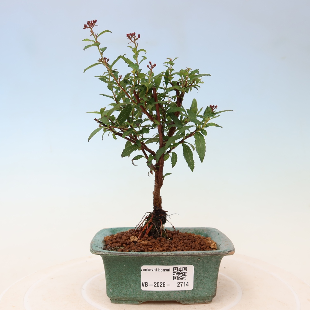 Kültéri bonsai – japán spirea – Spirea japonica Anthony Waterer