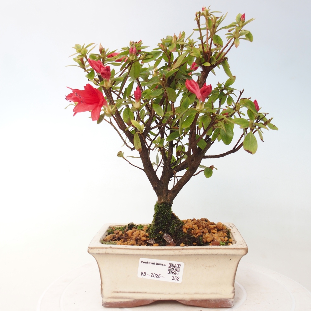 Kültéri bonsai - japán azálea - Azalea sp.