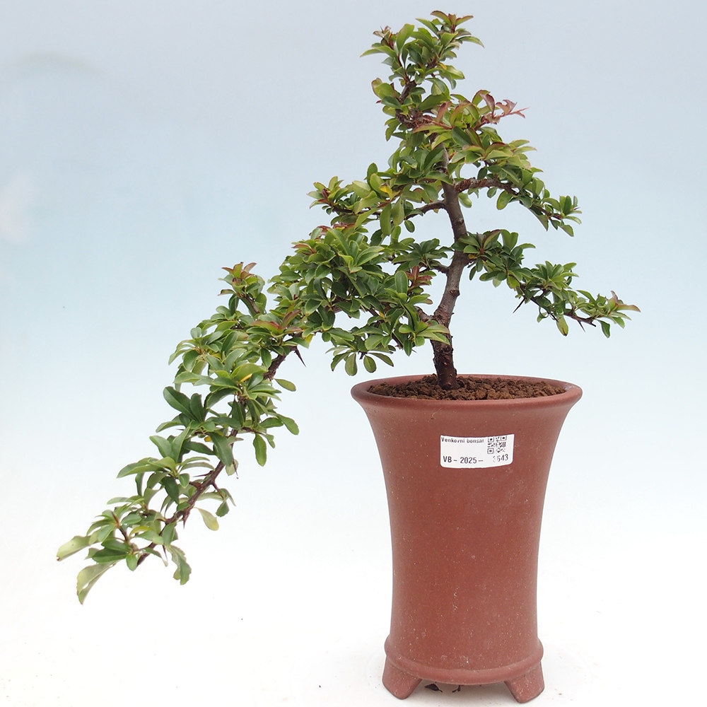 Kültéri bonsai-Pyracantha Teton - Hlox