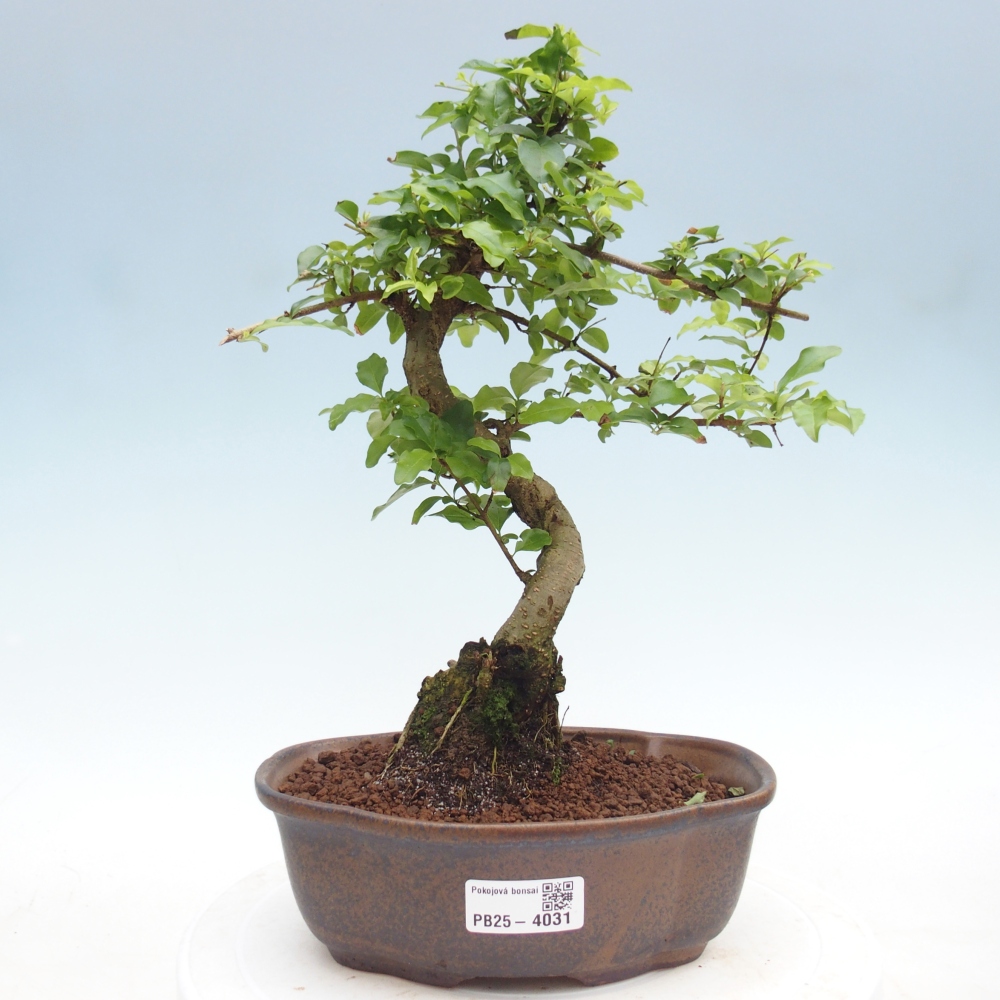Szobai bonsai -Ligustrum chinensis - Madárcsőr