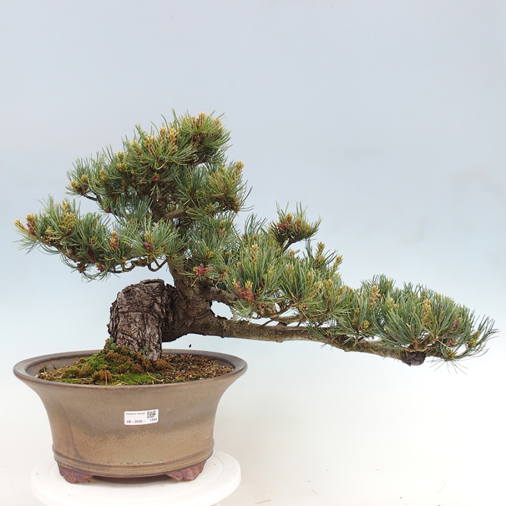 Kültéri bonsai - Pinus parviflora - Pinus parviflora