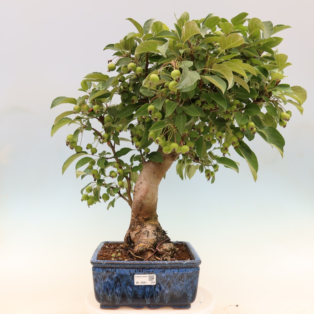 Kültéri bonsai -Malus halliana - Kis gyümölcsű almafa