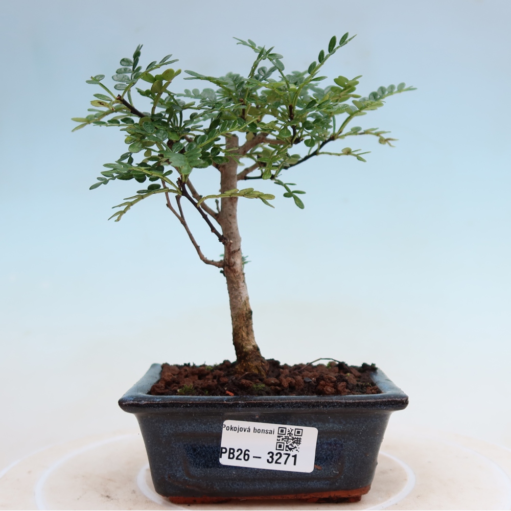 Szobai bonsai - Zantoxylum piperitum - borsfa