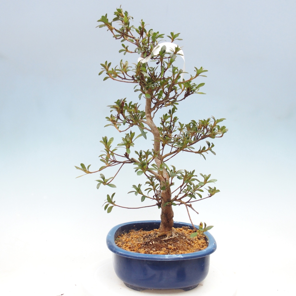 Kültéri bonsai - Japán azálea - Azalea Beniko