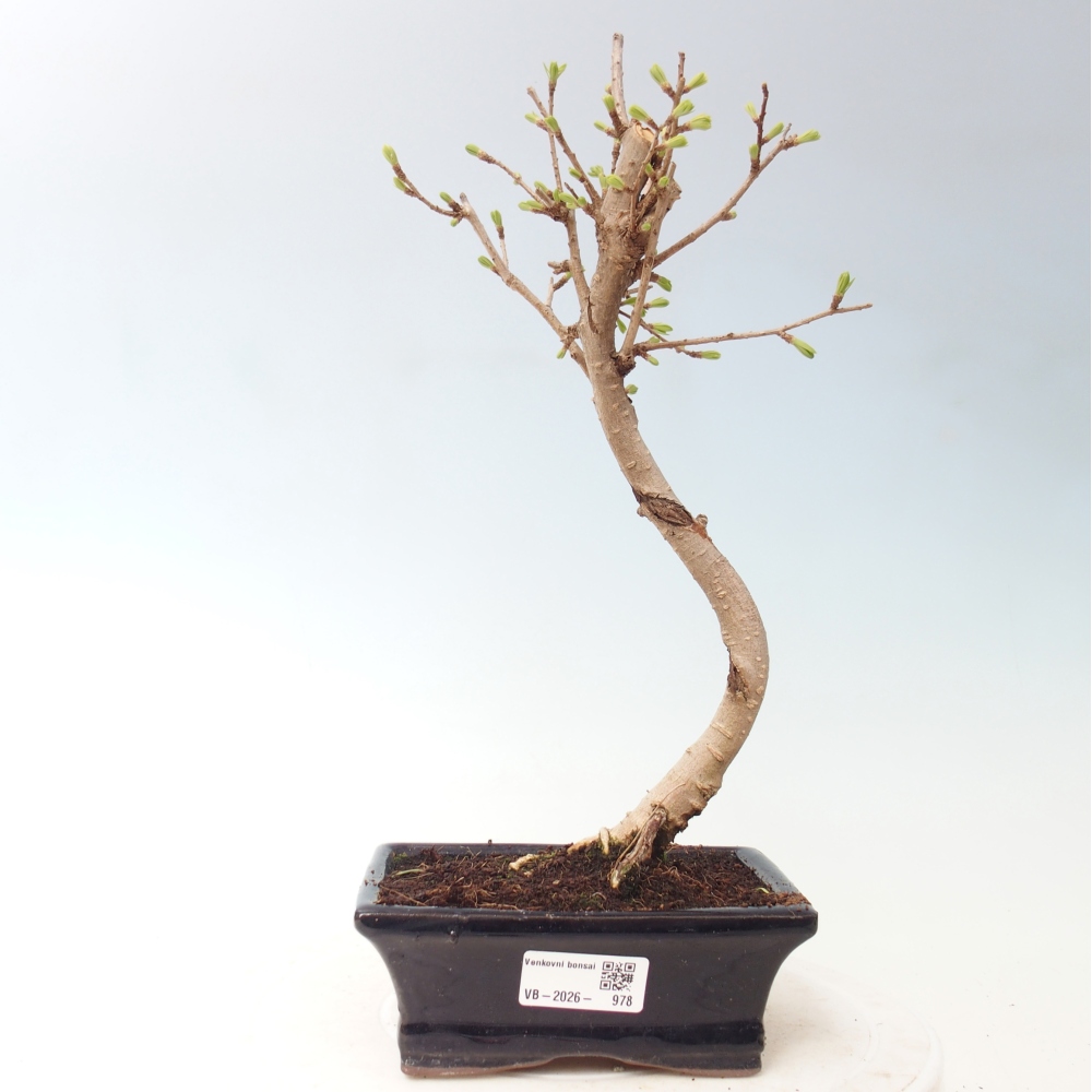Kültéri bonsai -Pseudolarix amabis-Pseudolarix amabis-Pseudolarix amabis