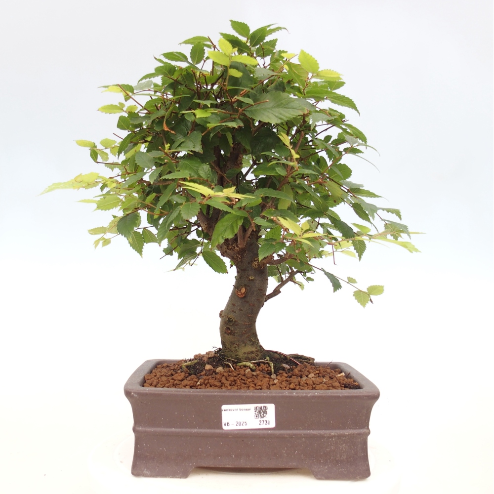 Kültéri bonsai - Zelkova - Zelkova NIRE