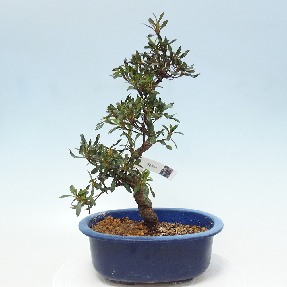 Kültéri bonsai - japán azálea - Azálea CHIHIRO