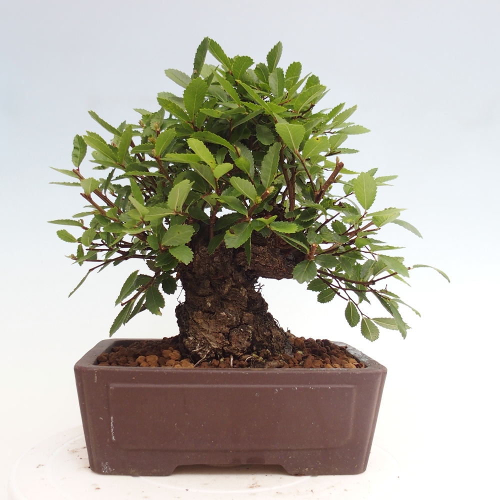 Kültéri bonsai - Zelkova - Zelkova NIRE
