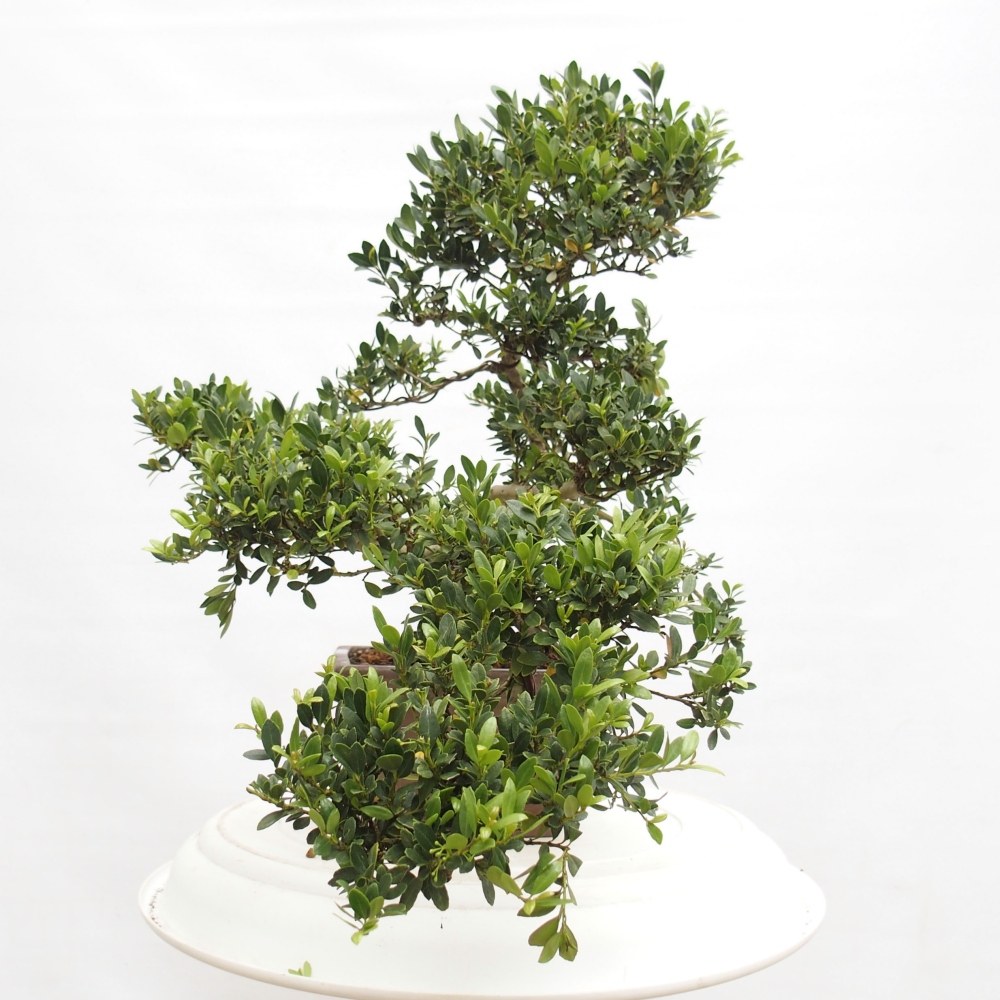 Szobai bonsai - Ilex crenata - Holly
