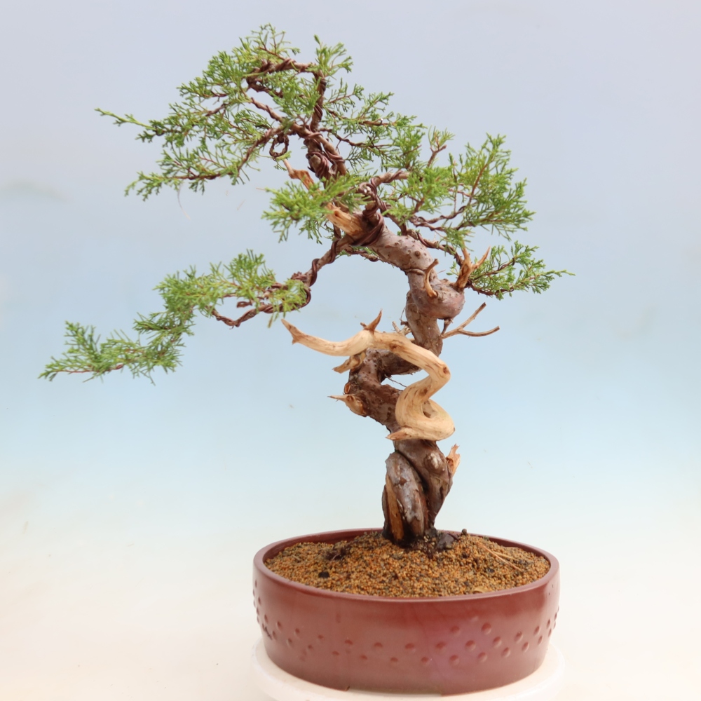 Kültéri bonsai - Juniperus chinensis Itoigawa-Juniperus chinensis