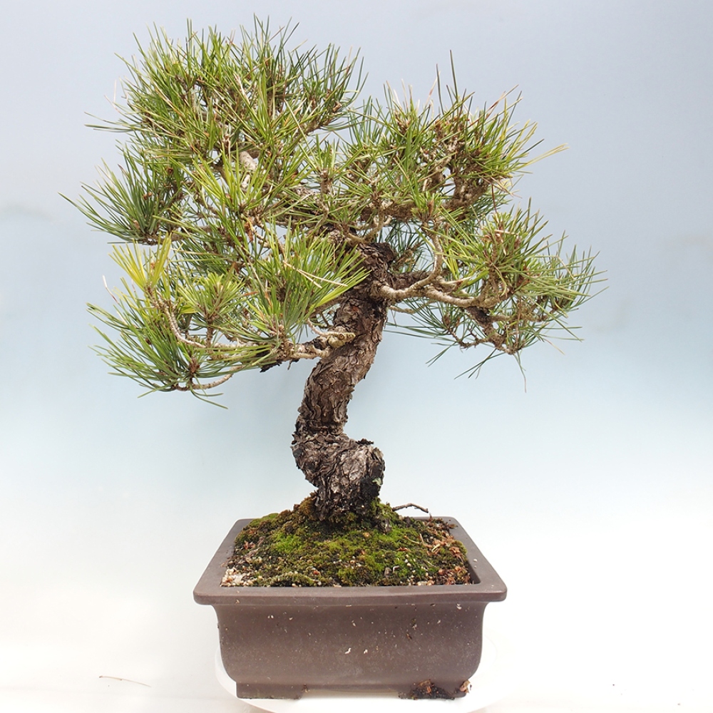 Kültéri bonsai - Pinus thunbergii - Thunberg fenyő