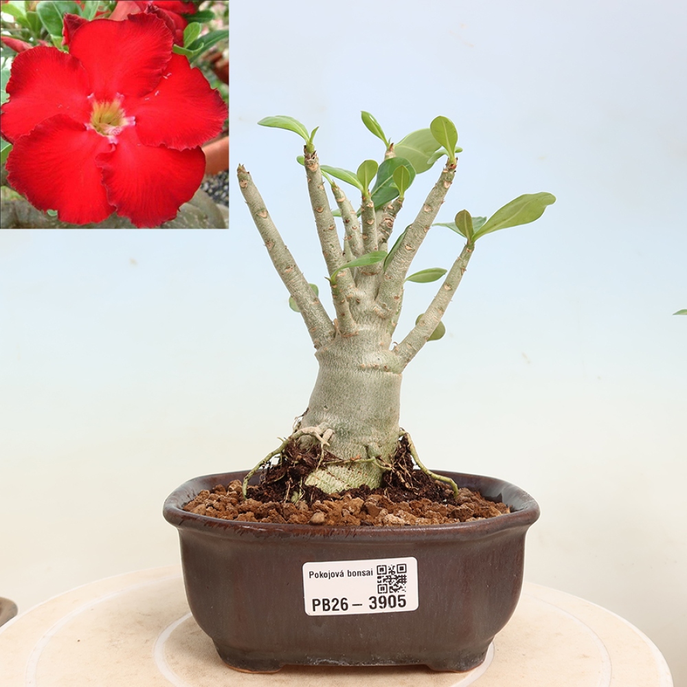 Szobabonsai – Adenium obesum Red Star – Sivatagi rózsa