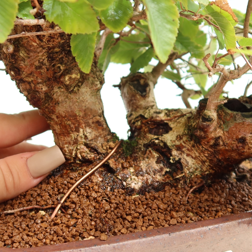 Kültéri bonsai -Carpinus CARPINOIDES - Koreai gyertyánfa