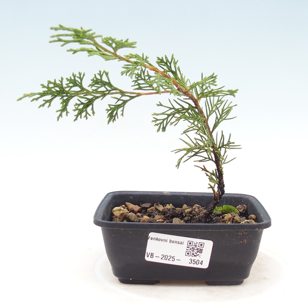Kültéri bonsai - Juniperus chinensis Itoigawa