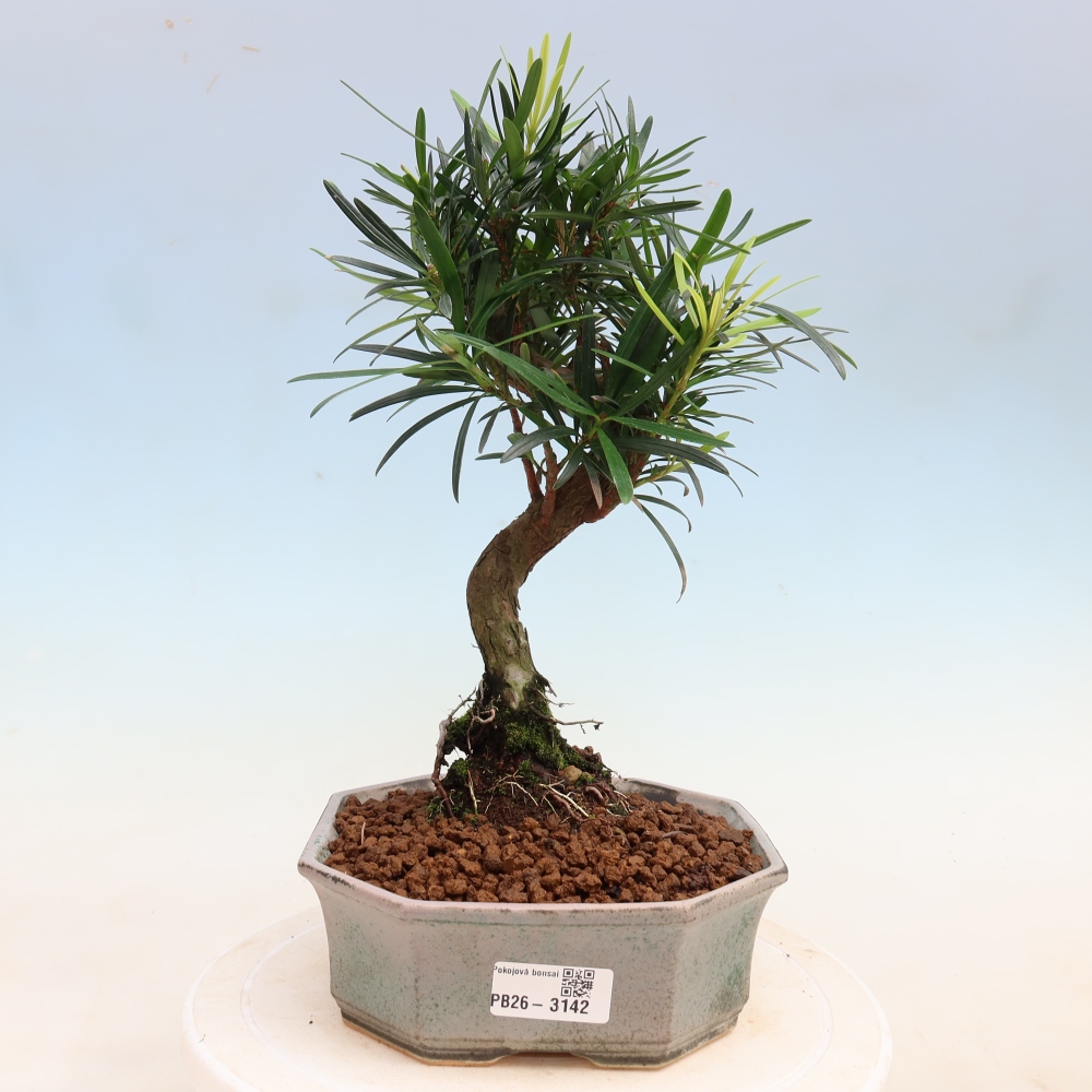 Szobai bonsai - Podocarpus - Kőtiszafa