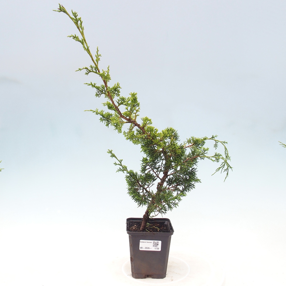 Kültéri bonsai - Juniperus chinensis Itoigawa