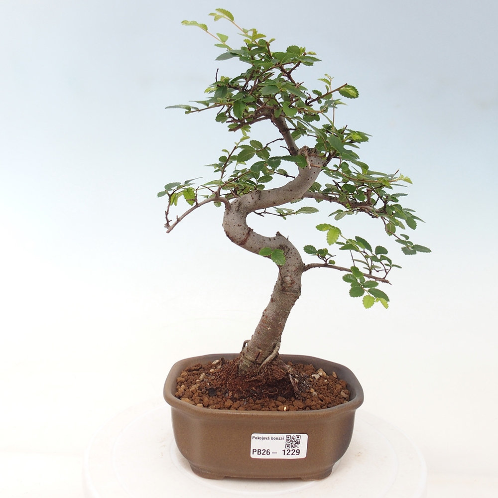Szobai bonsai - Ulmus parvifolia - Kislevelű szilfa