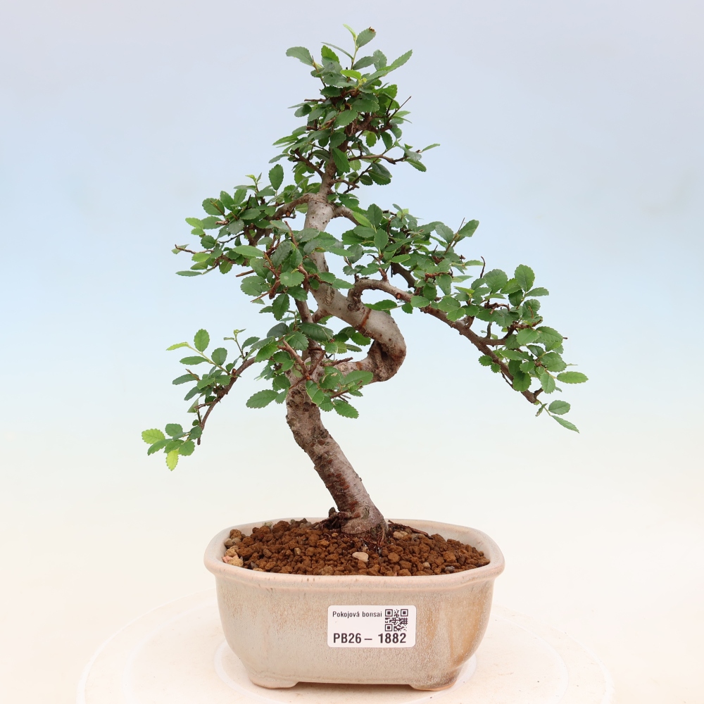 Szobai bonsai - Ulmus parvifolia - Kislevelű szilfa