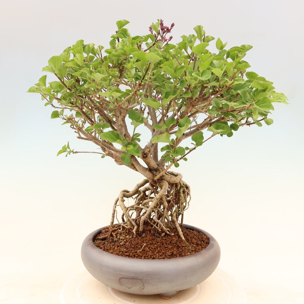 Kültéri bonsai - Syringa microphylla - kisvirágú lila