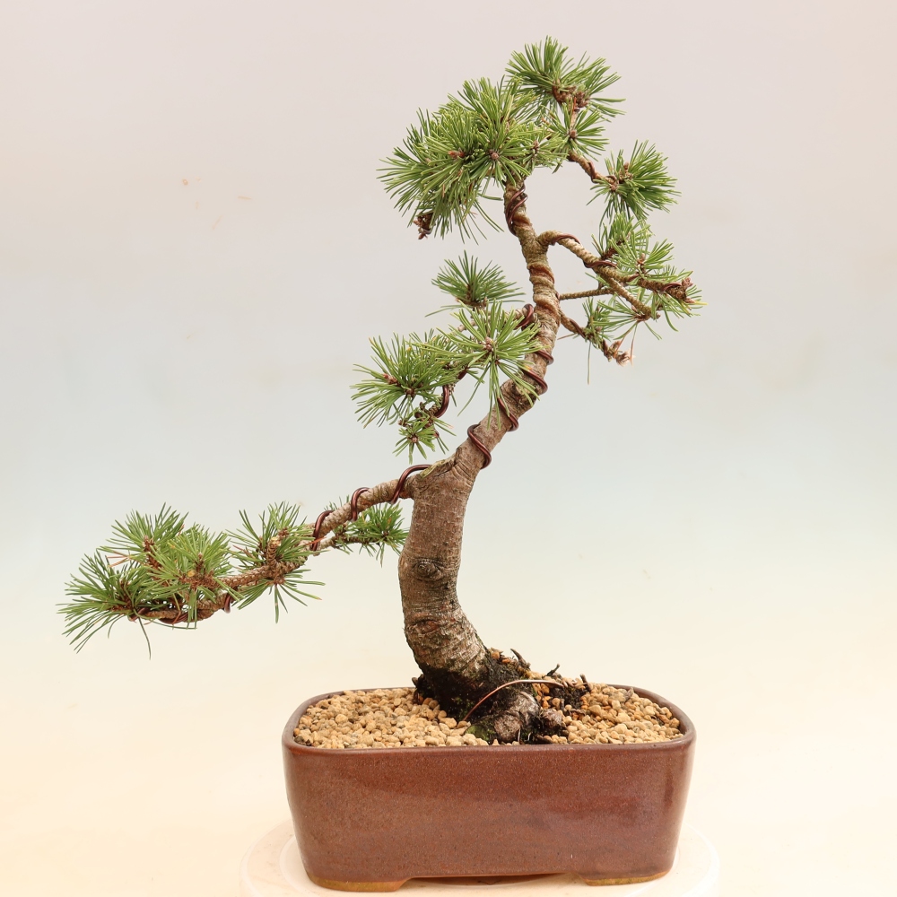 Kültéri bonsai – Pinus mugo Humpy – Törpefenyő