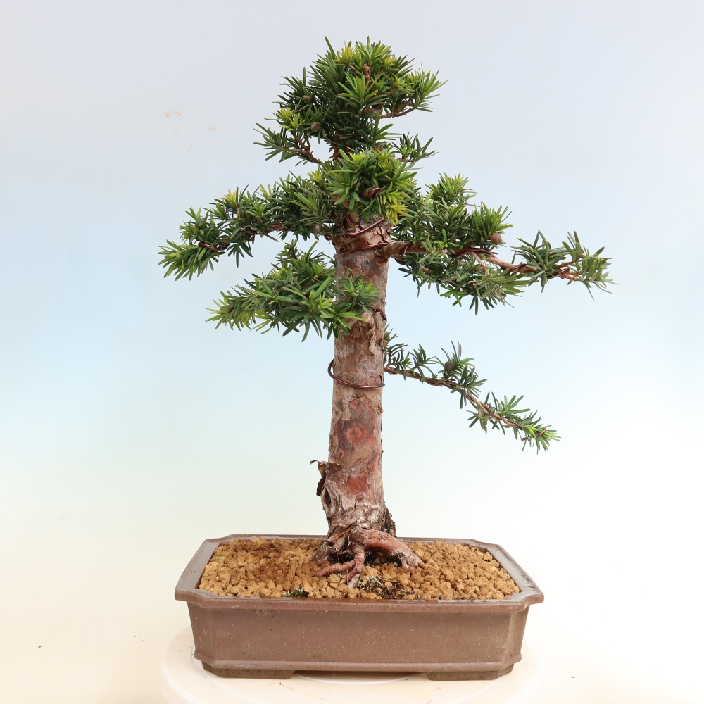 Kültéri bonsai - Taxus cuspidata - japán tiszafa