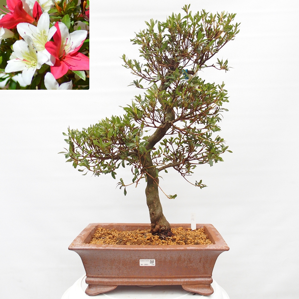 Kültéri bonsai - japán azálea - Azálea CHIHIRO