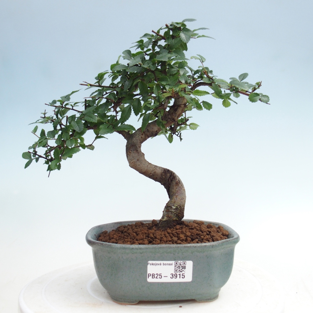 Szobai bonsai - Ulmus parvifolia - Kislevelű szilfa