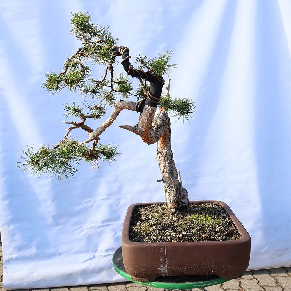 Pinus sylvestris Spanyolország – erdei fenyő
