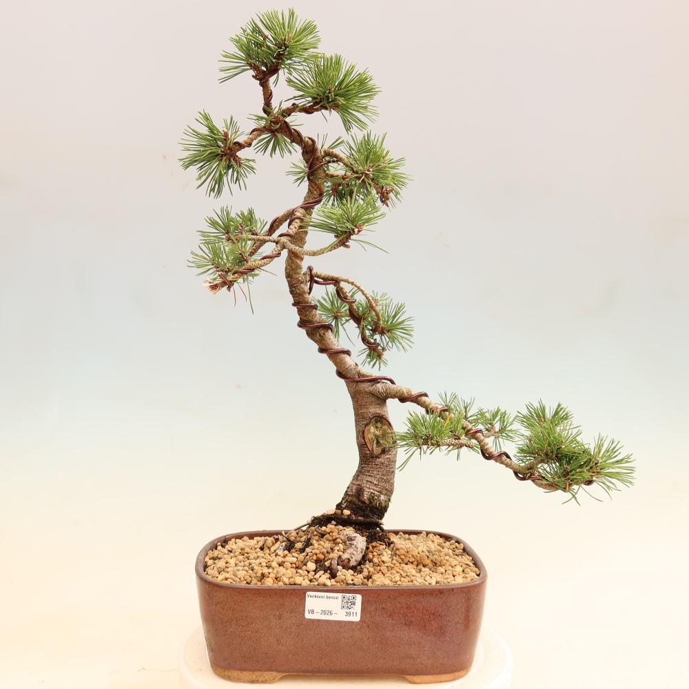Kültéri bonsai – Pinus mugo Humpy – Törpefenyő