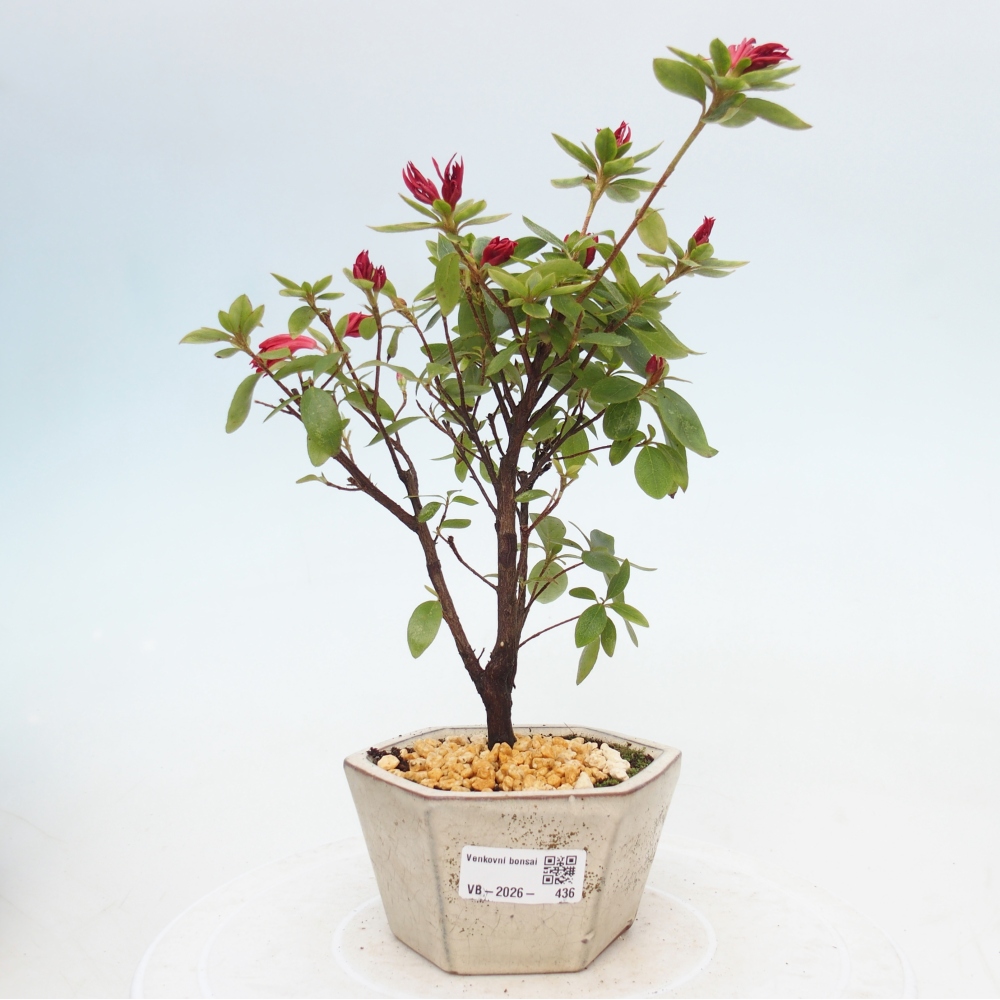 Kültéri bonsai - japán azálea - Azalea sp.