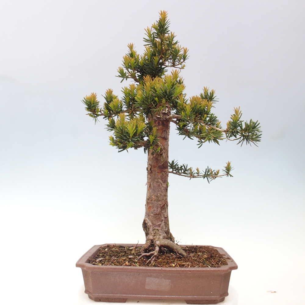 Kültéri bonsai - Taxus cuspidata - japán tiszafa