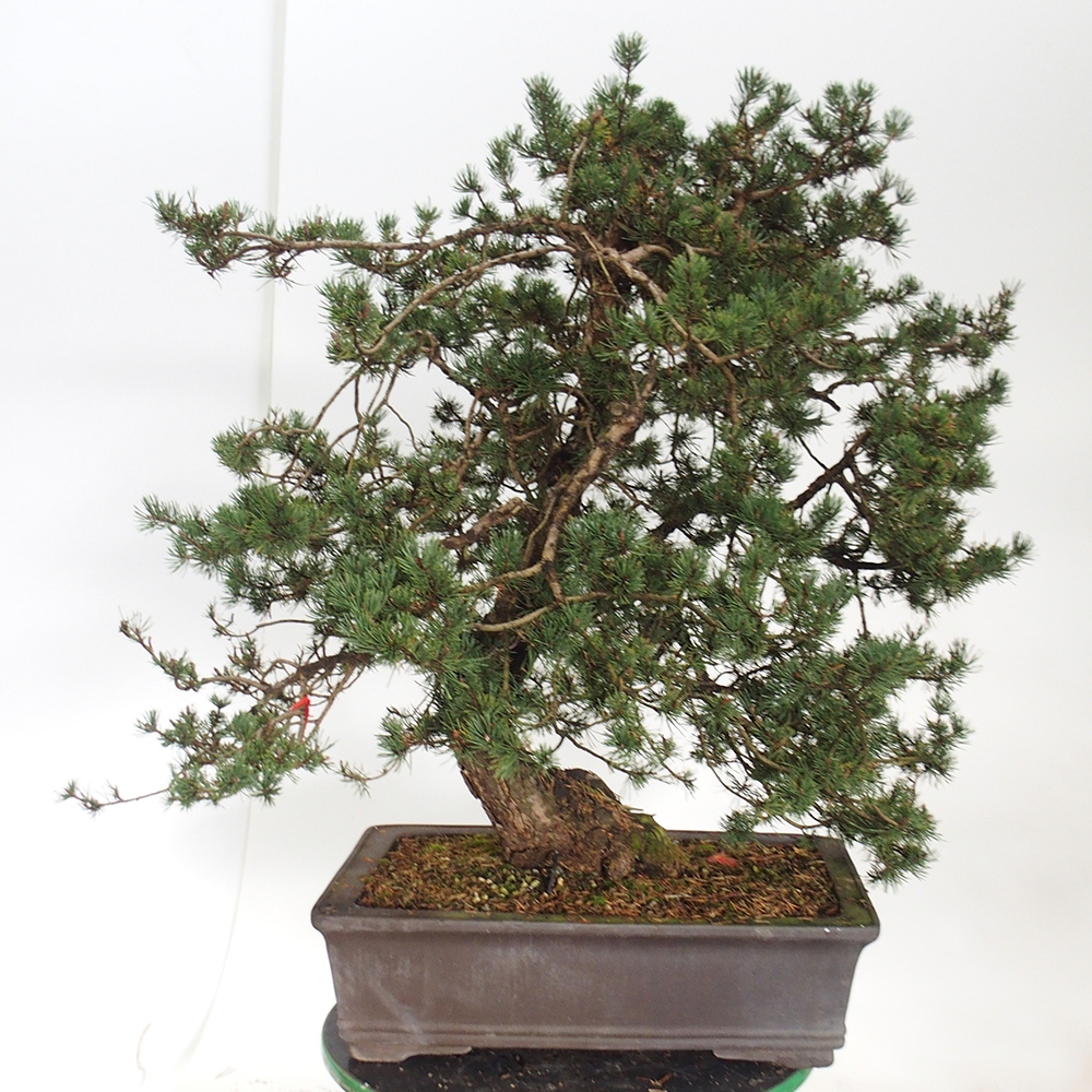 Yamadori - Pinus sylvestris Spanyolország
