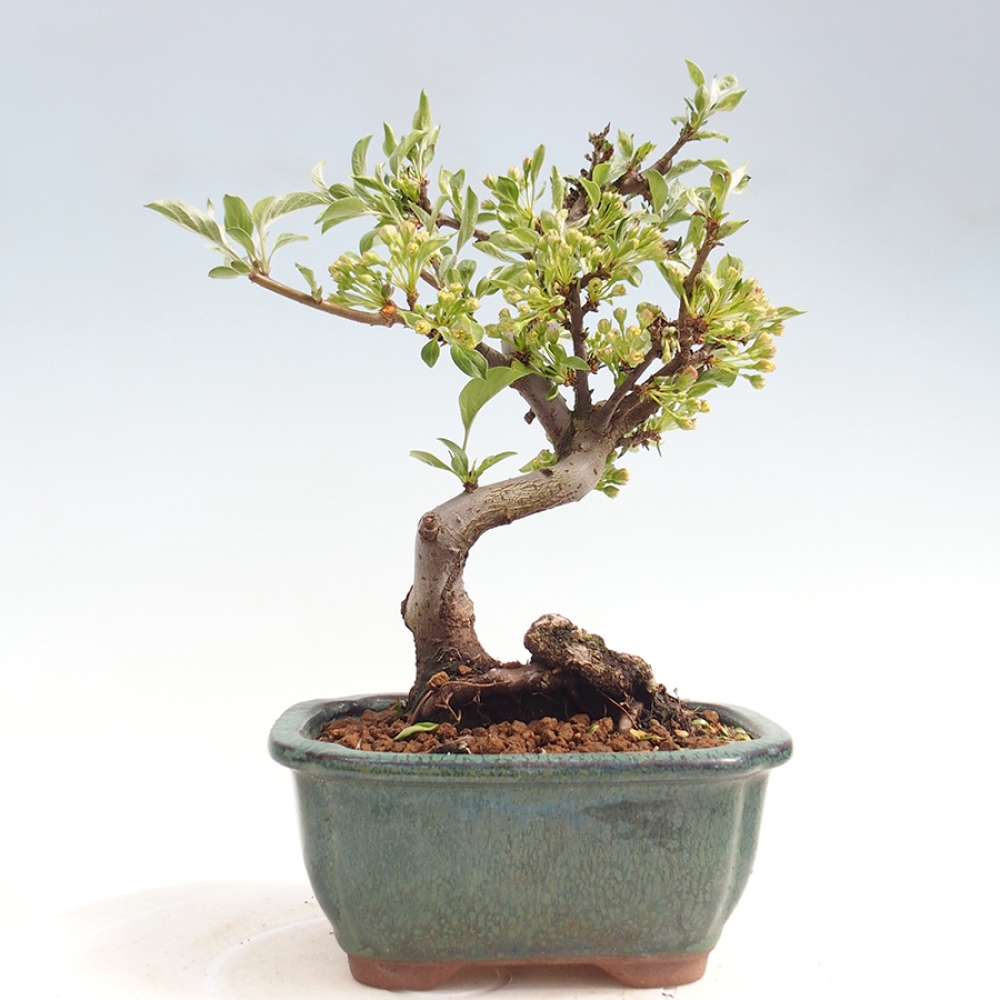 Kültéri bonsai - Malus sargentii - Kis gyümölcsű almafa