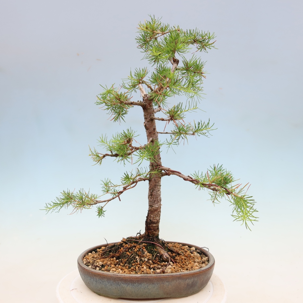 Kültéri bonsai - Larix decidua - vörösfenyő