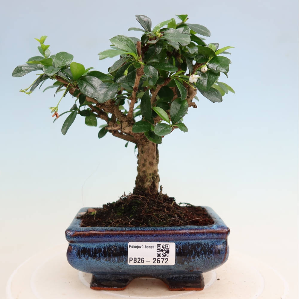 Szobai bonsai - Carmona macrophylla - Tea fuki