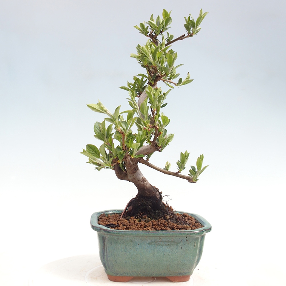 Kültéri bonsai - Malus sargentii - Kis gyümölcsű almafa