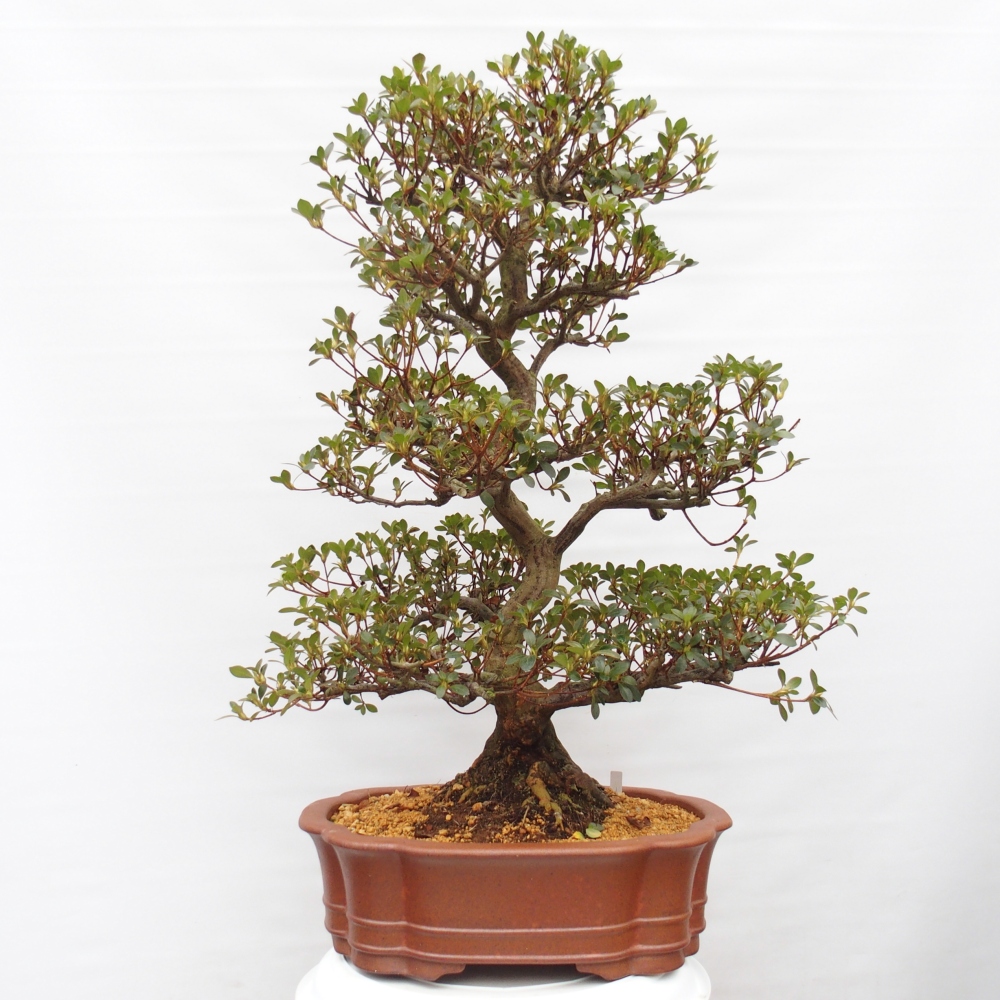 Kültéri bonsai - Japán azálea - Azalea Sansei