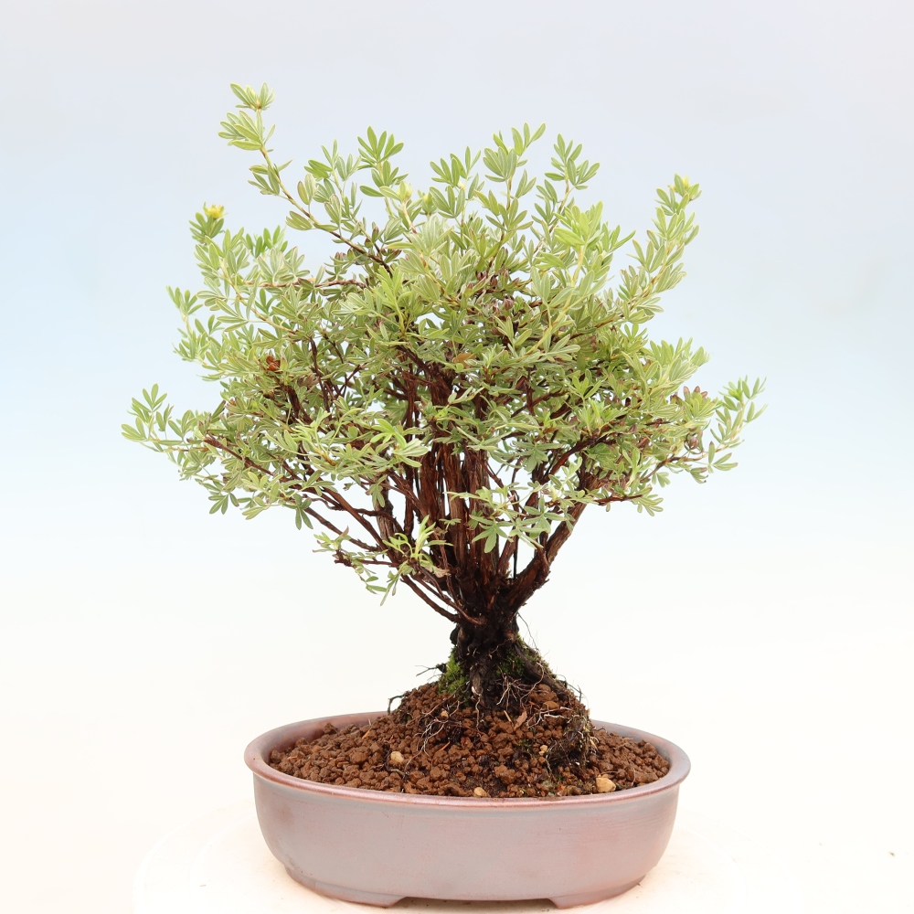 Kültéri bonsai - Potentila fruticosa