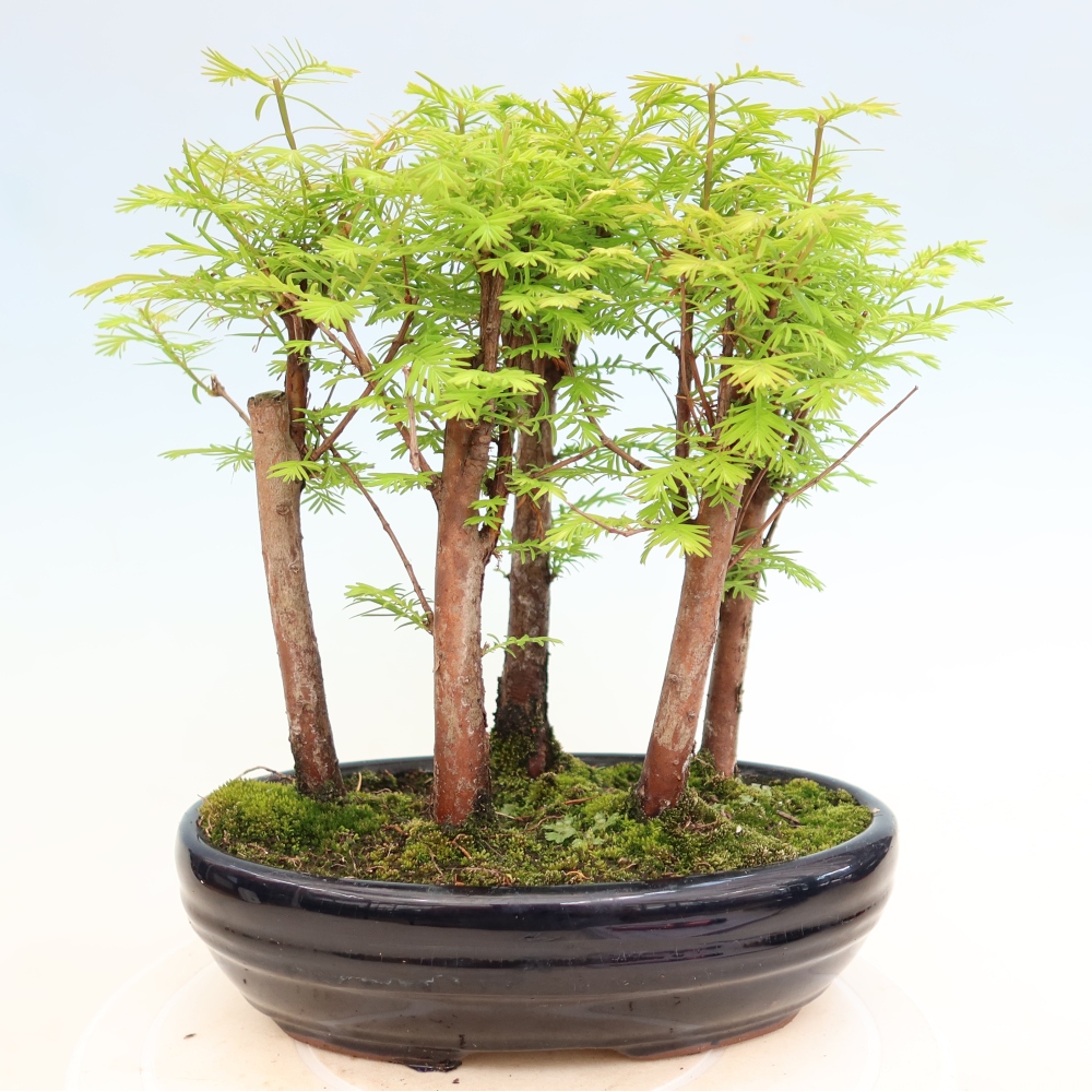 Kültéri bonsai – Metasequoia glyptostroboides – kínai metasequoia – kis erdő