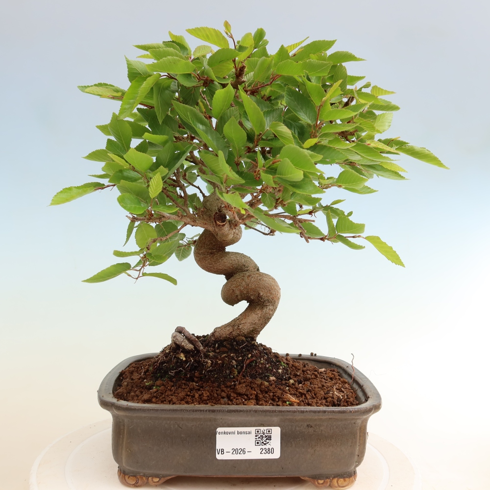 Kültéri bonsai -Carpinus Coreana - Koreai gyertyánfa