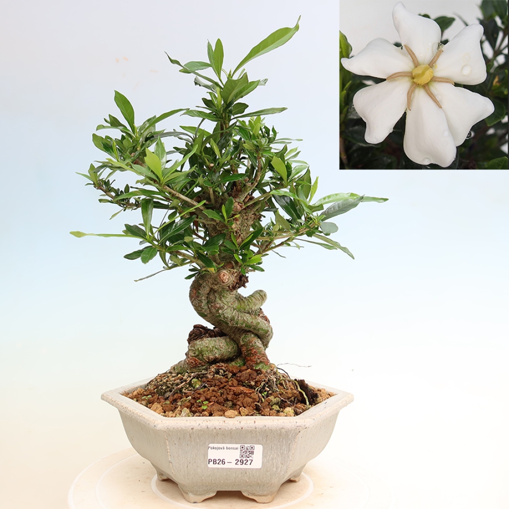 Szobai bonsai - Gardenia jasminoides-Gardenia