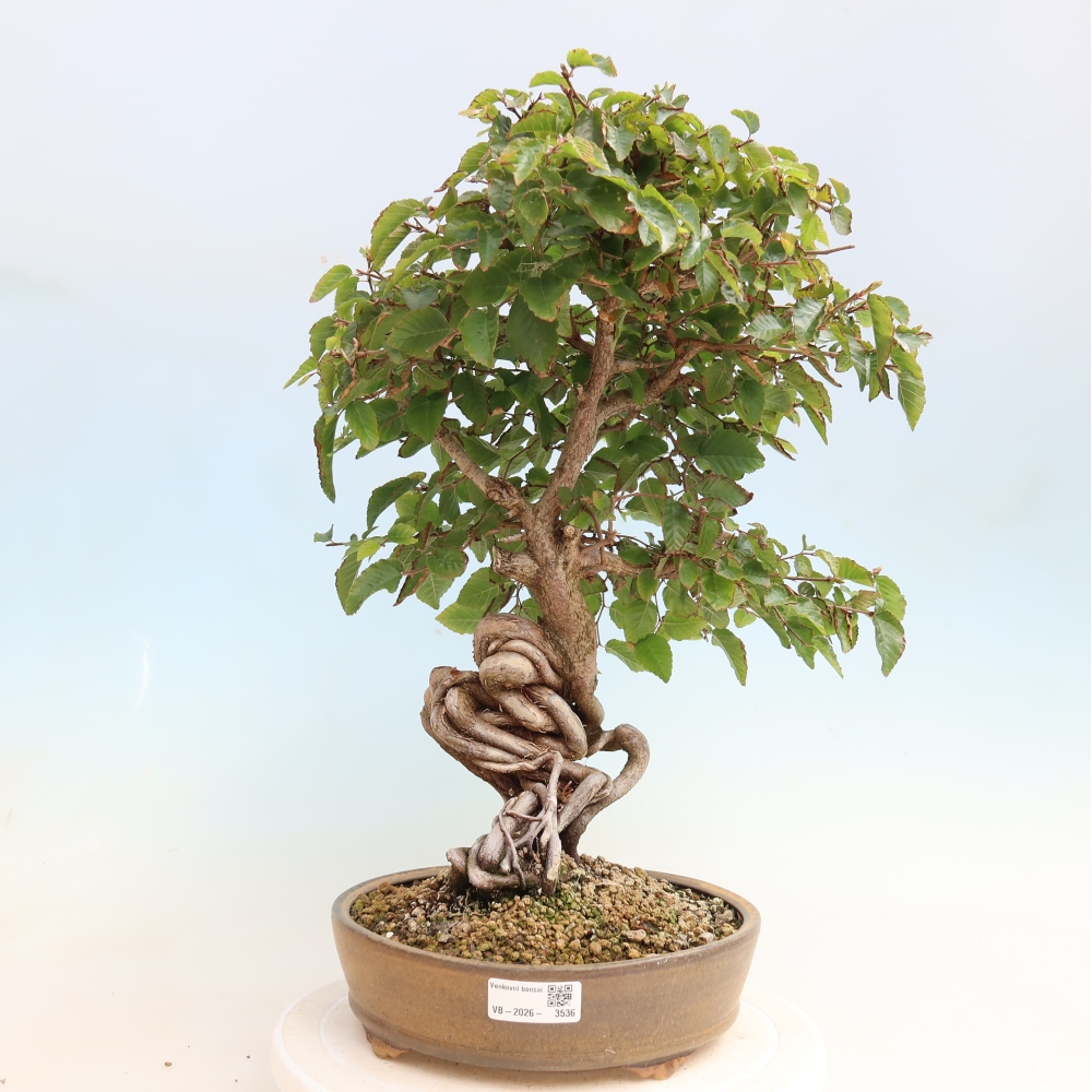 Kültéri bonsai -Carpinus CARPINOIDES - Koreai gyertyánfa
