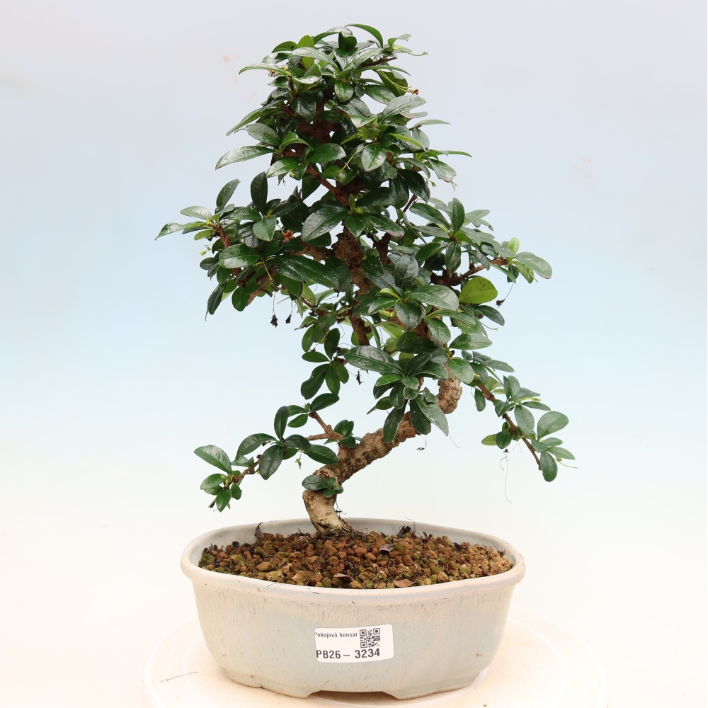 Szobai bonsai - Carmona macrophylla - Tea fuki