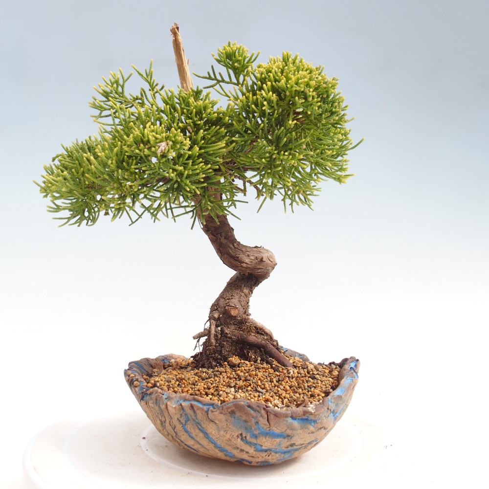 Kültéri bonsai - Juniperus chinensis Kishu
