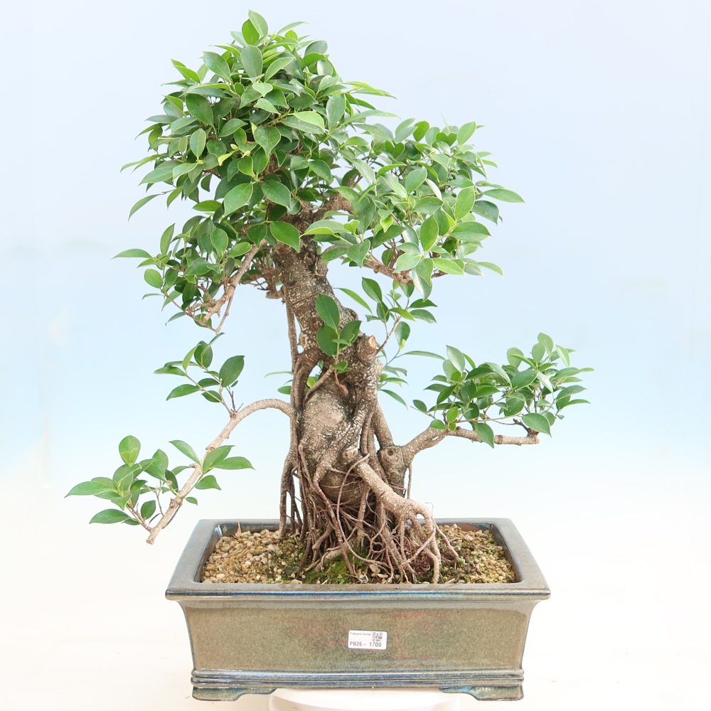Szobai bonsai - Ficus kimmen - kislevelű fikusz