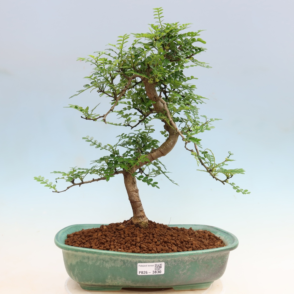 Szobai bonsai - Zantoxylum piperitum - borsfa