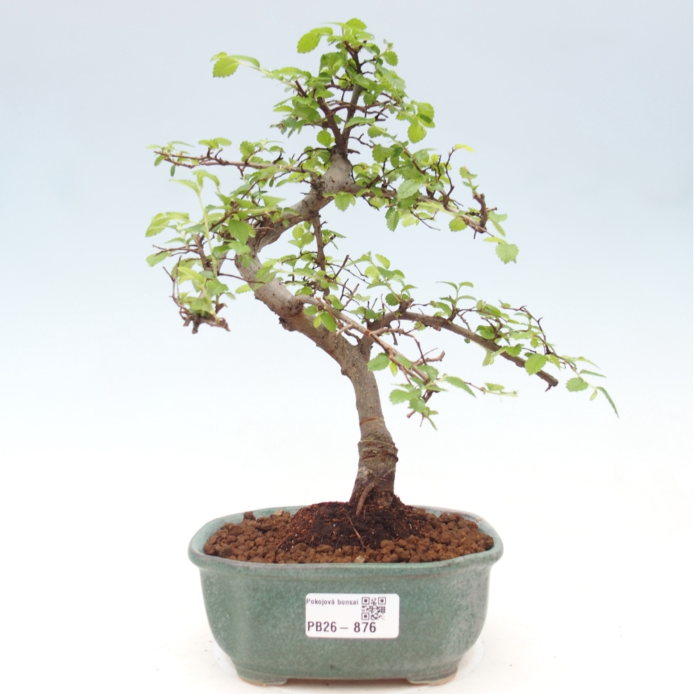 Szobai bonsai - Ulmus parvifolia - Kislevelű szilfa