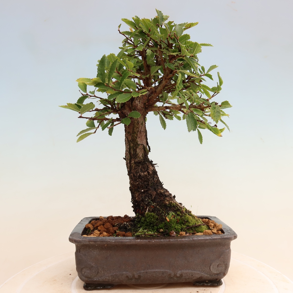 Kültéri bonsai - Zelkova - Zelkova NIRE